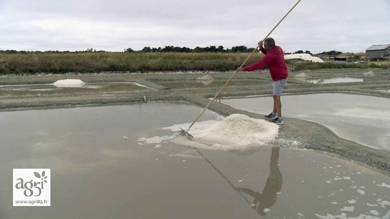 Label rouge pour les sauniers de la coopérative de Noirmoutier !