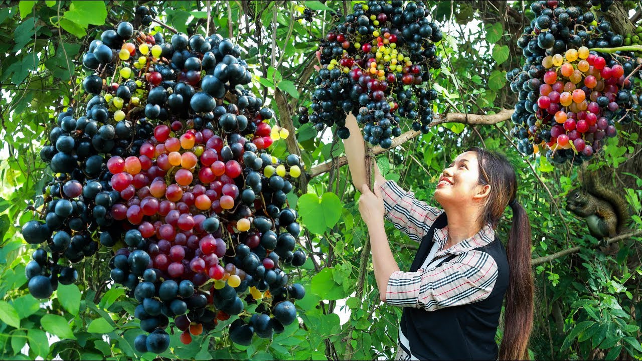 Harvest wild grapes for wine & cook with drumstick | Wild grapes wine | Wild grapes in my homeland