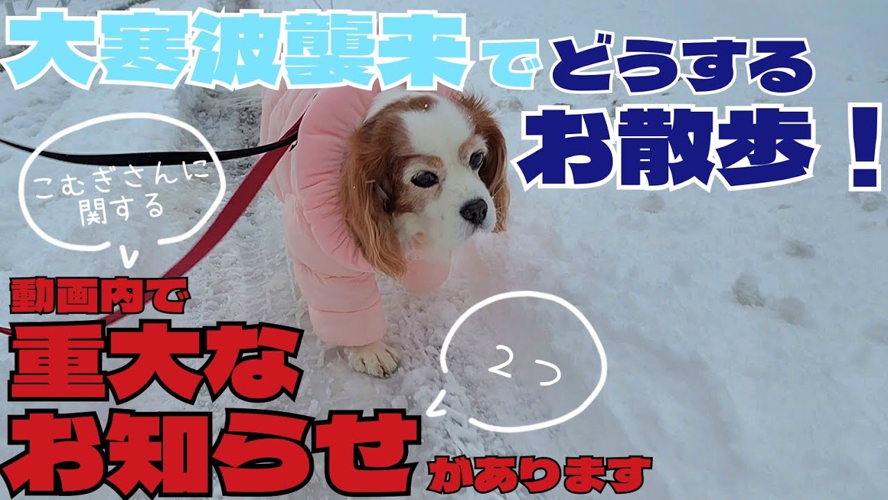 【こむぎさんに関する重大なお知らせ付き】今季最強寒波襲来！どうするこむぎさんのお散歩！！