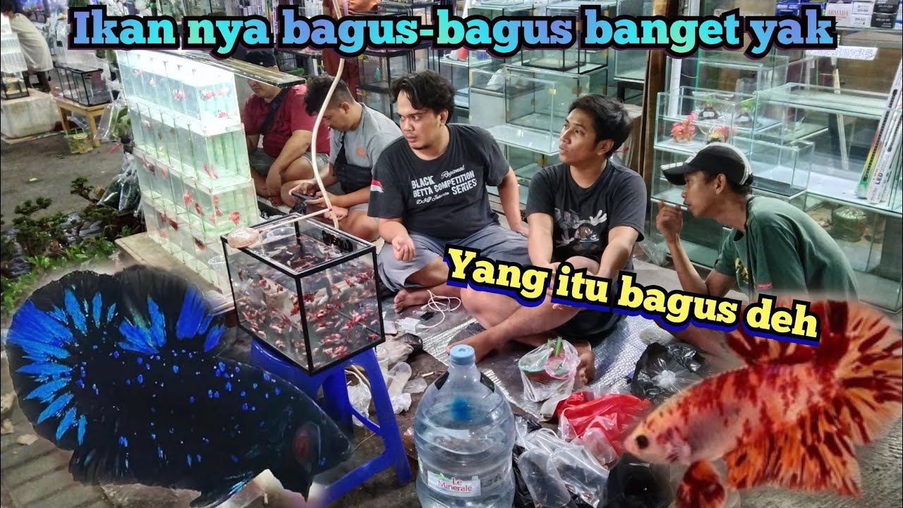 Mang Idoy Borong ikan Cupang