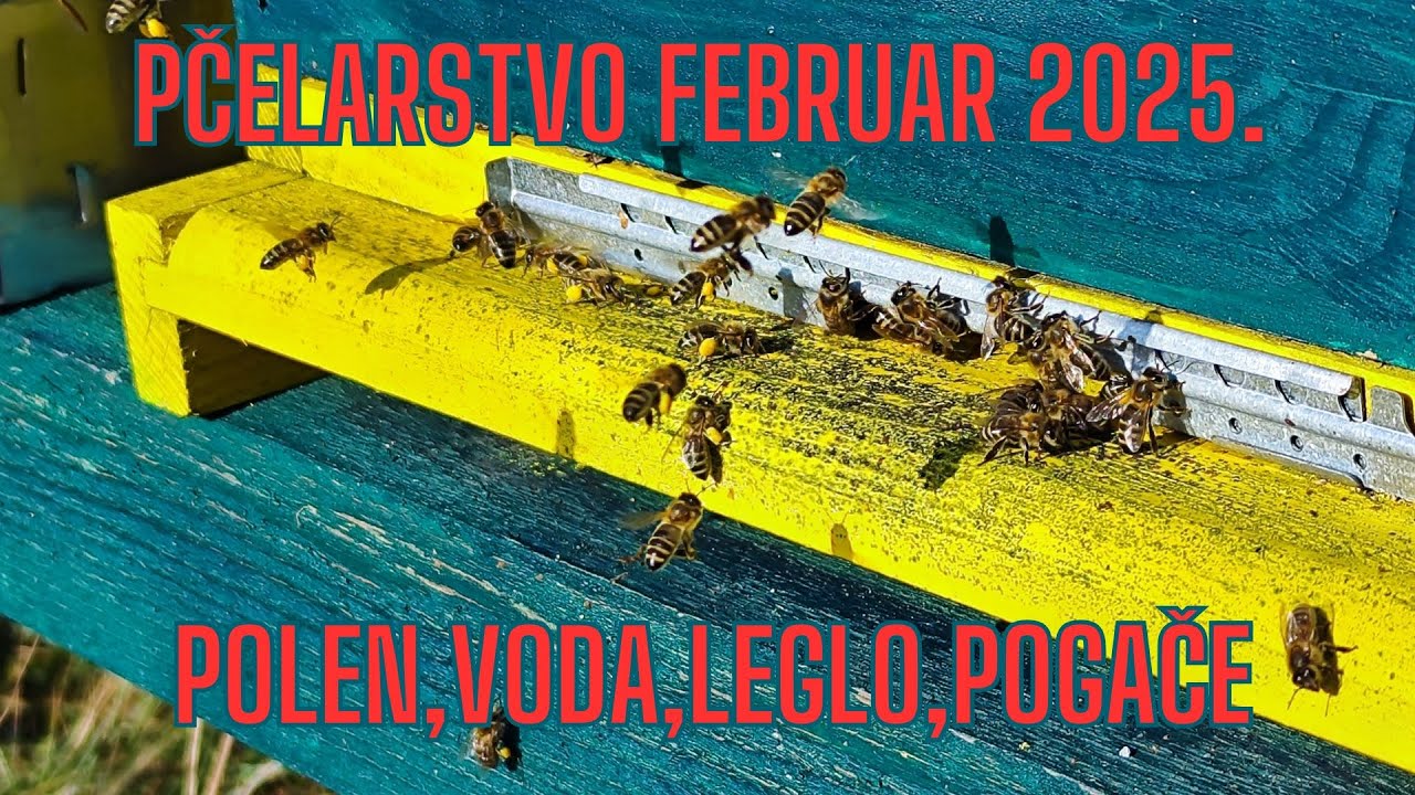 Pčelarstvo februar 2025. - Polen, voda, leglo, pogače #polen #beekeeper #bee #beekeeping