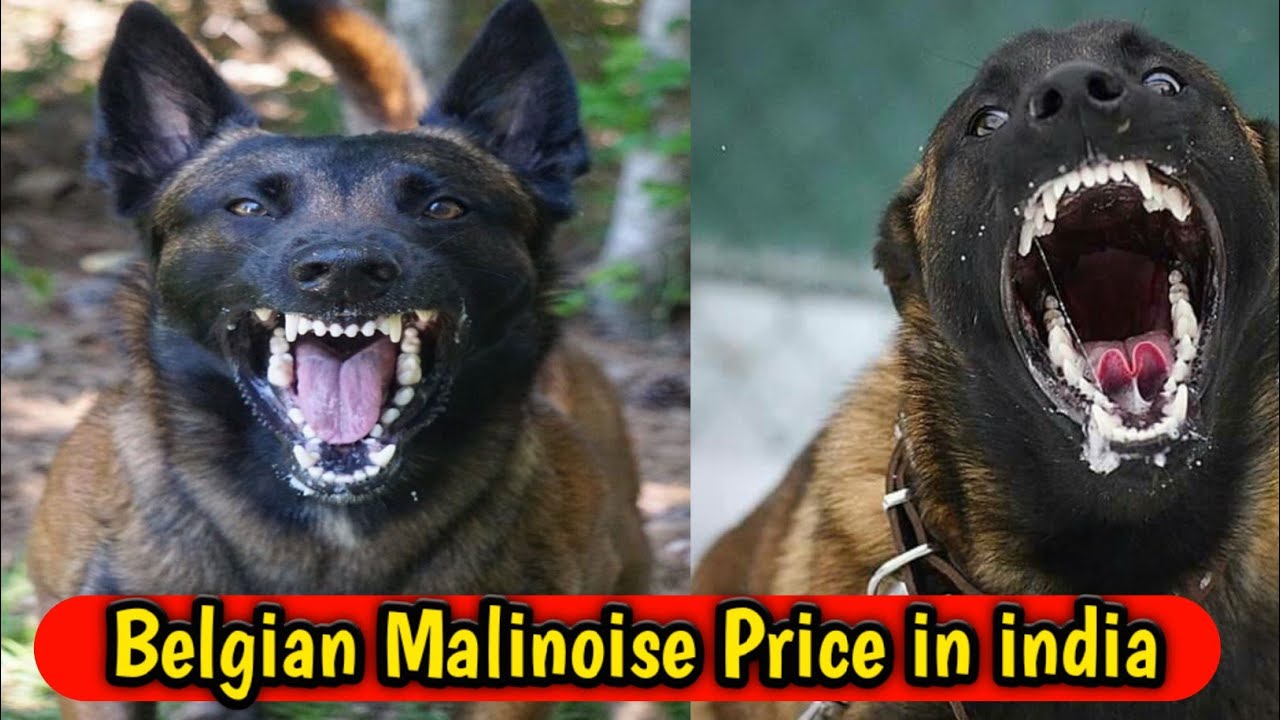 Belgian malinois dog price in india 2025 || belgian malinois price in india