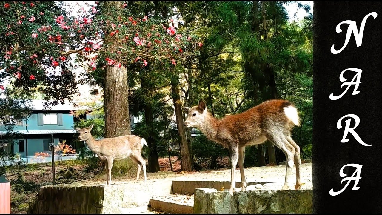 Exploring Nara [Day Two]