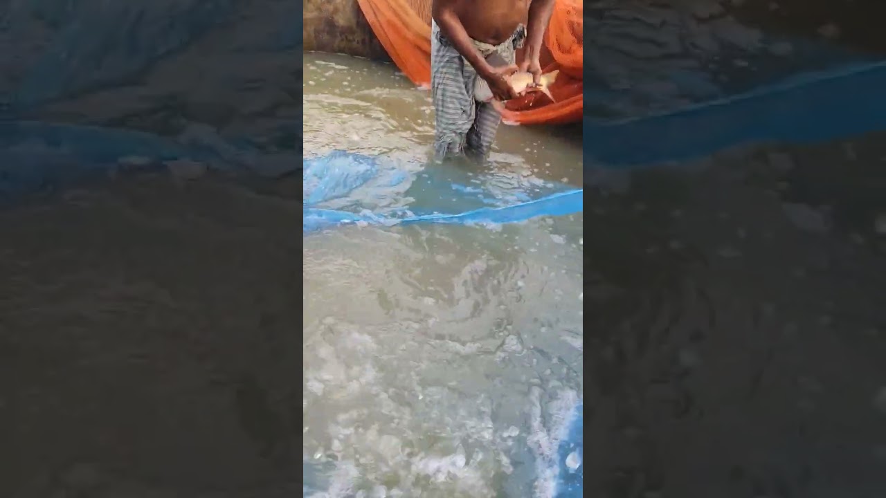 Big Rui eggs Fish Catch Usa #shorts