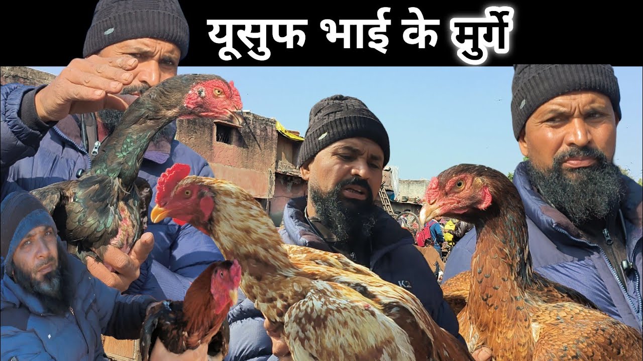 Jama masjid murga markit Update | Saste aseel Murge