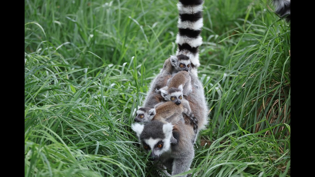 Three Times the Cuteness: Check in on the Lemur Pups!