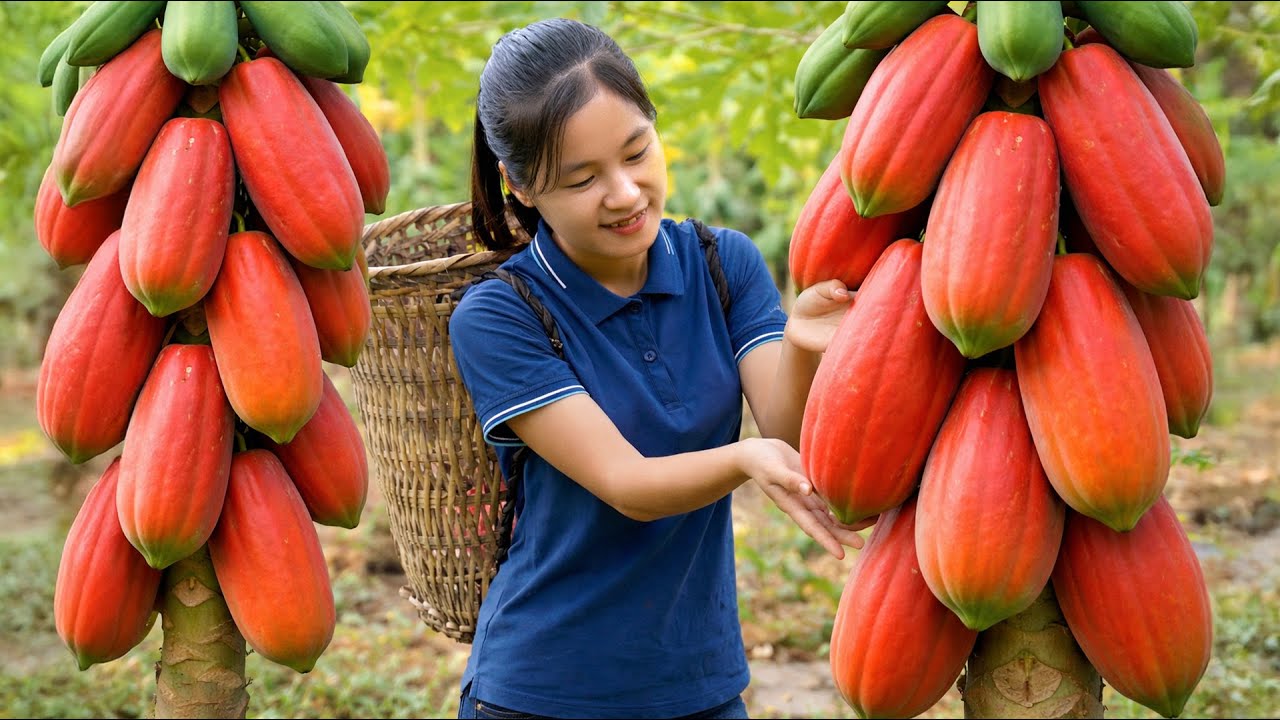 Harvesting Fresh Papaya In The Forest Goes To Market Sell | Gardening & Cooking