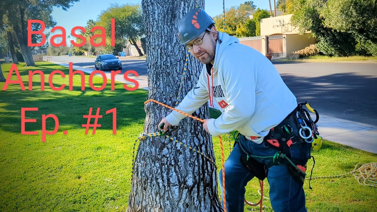 BASAL ANCHORS: 7 Simple Methods for Arborists & Tree Climbers!