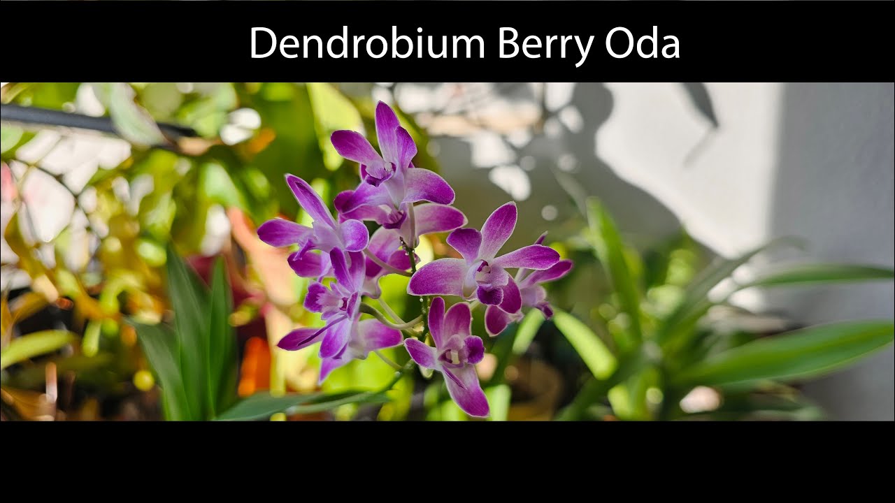 Dendrobium Berry Oda - секреты ухода и цветения. Очень благодарный дендробиум #орхидеи #дендробиум