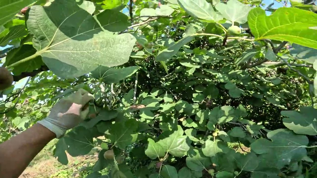 Babanem İçin İncir Toplama ve Kokulu Siyah Üzüm Keşfi 🍇🐕 | Köpeğim Tosun ile Doğada