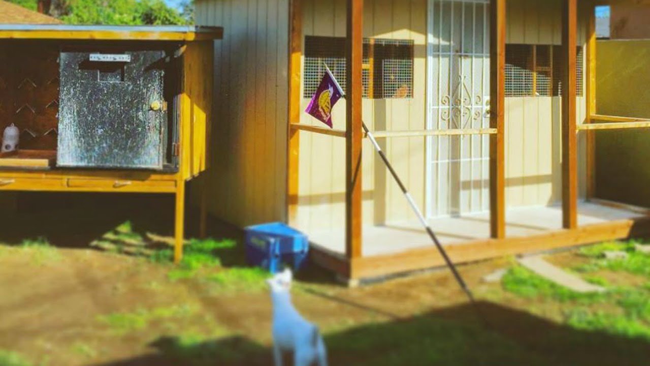 Pigeon Loft Size and Design