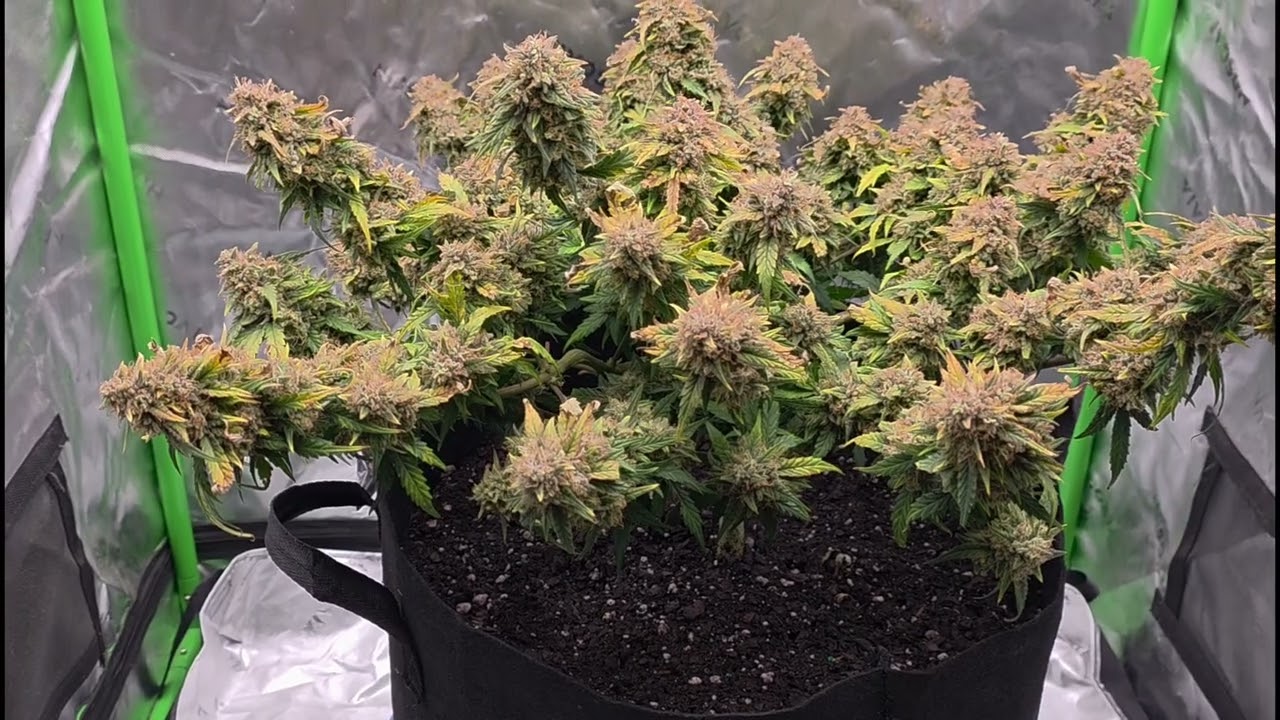 Giggawatt grow peaceful 