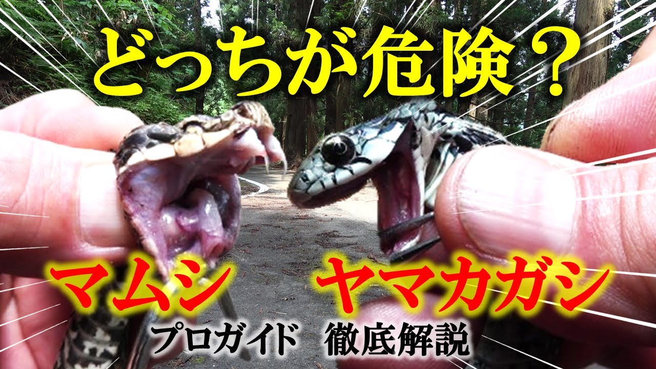 どっちの毒が