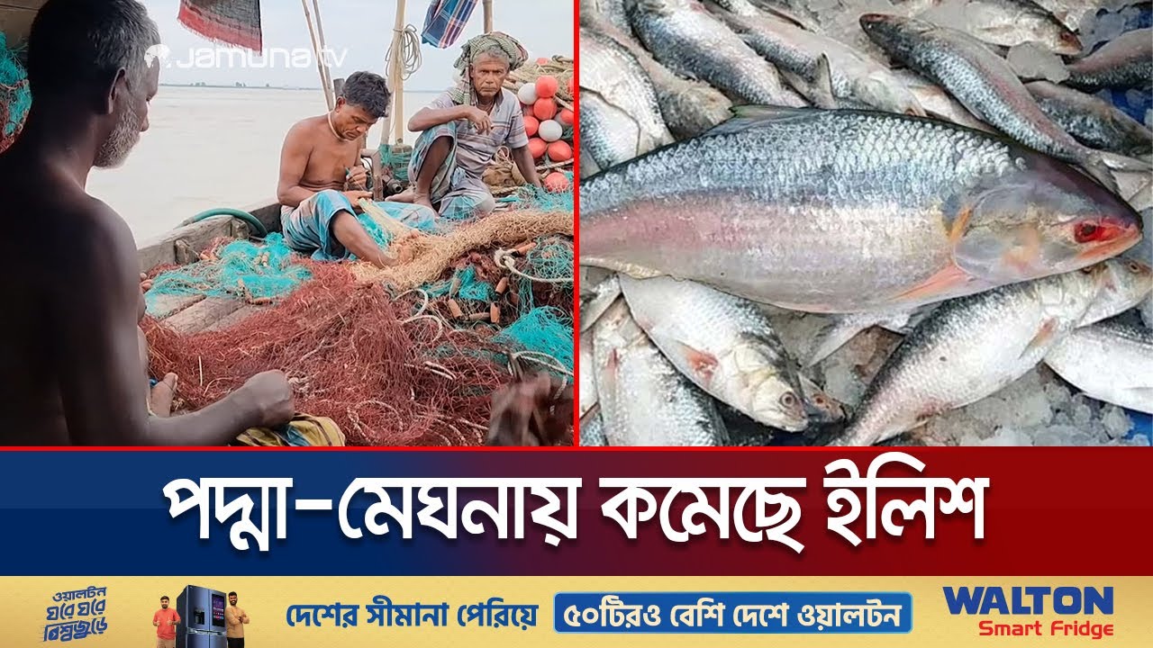 ভরা মৌসুমেও জালে ধরা পড়ছে না ইলিশ; নেপথ্যে কারণ কী? | Hilsha Decrease | Jamuna TV