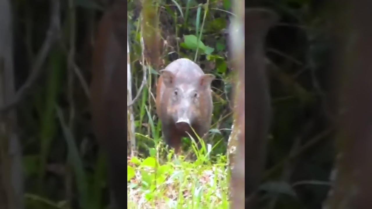 babi cantik