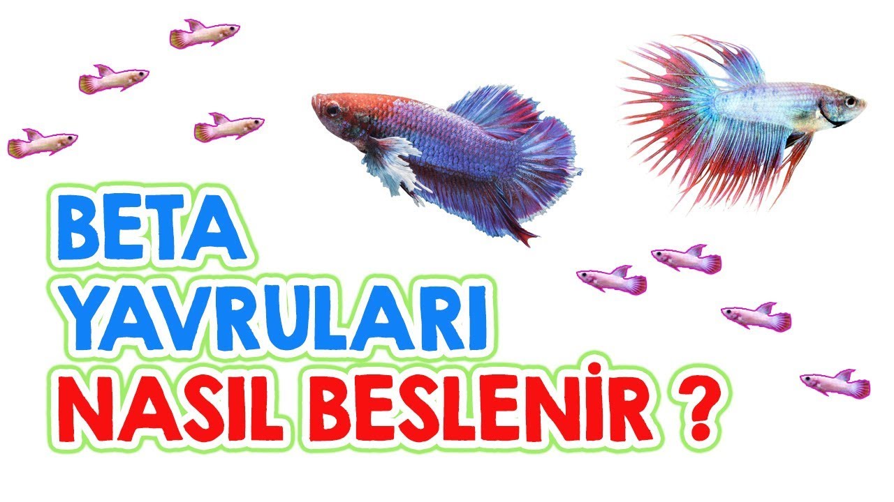 Yeni Doğmuş Beta Balığı Yavruları Nasıl Beslenir ?