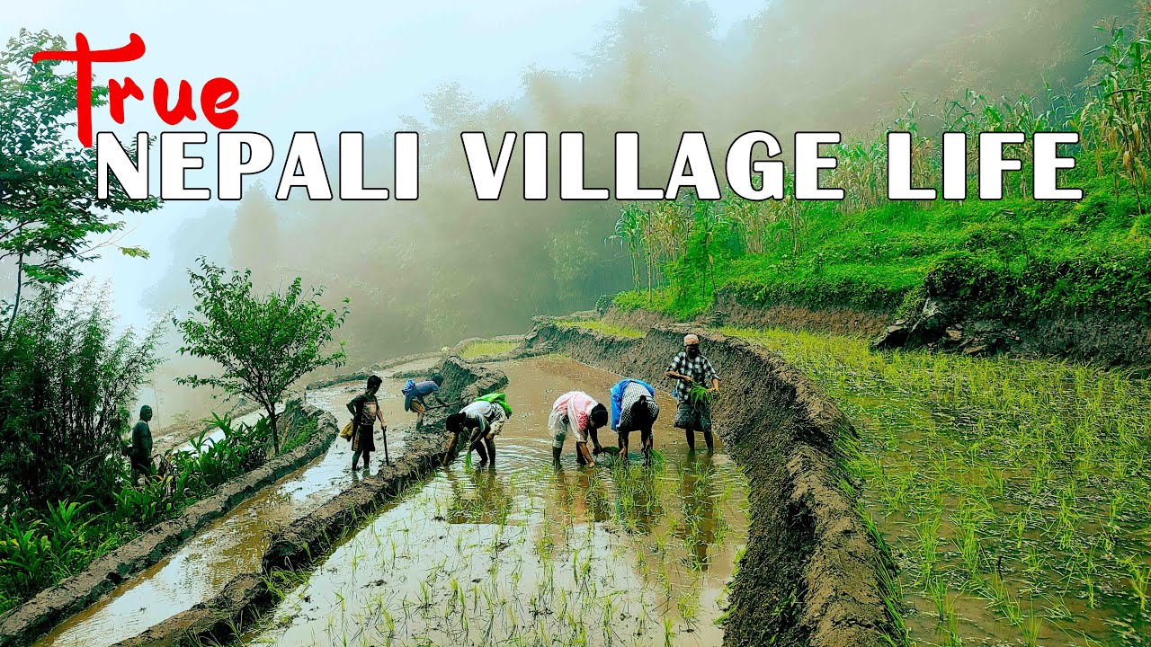 Nepali Village life During Rainy Season | Kalimpong tour EP 2