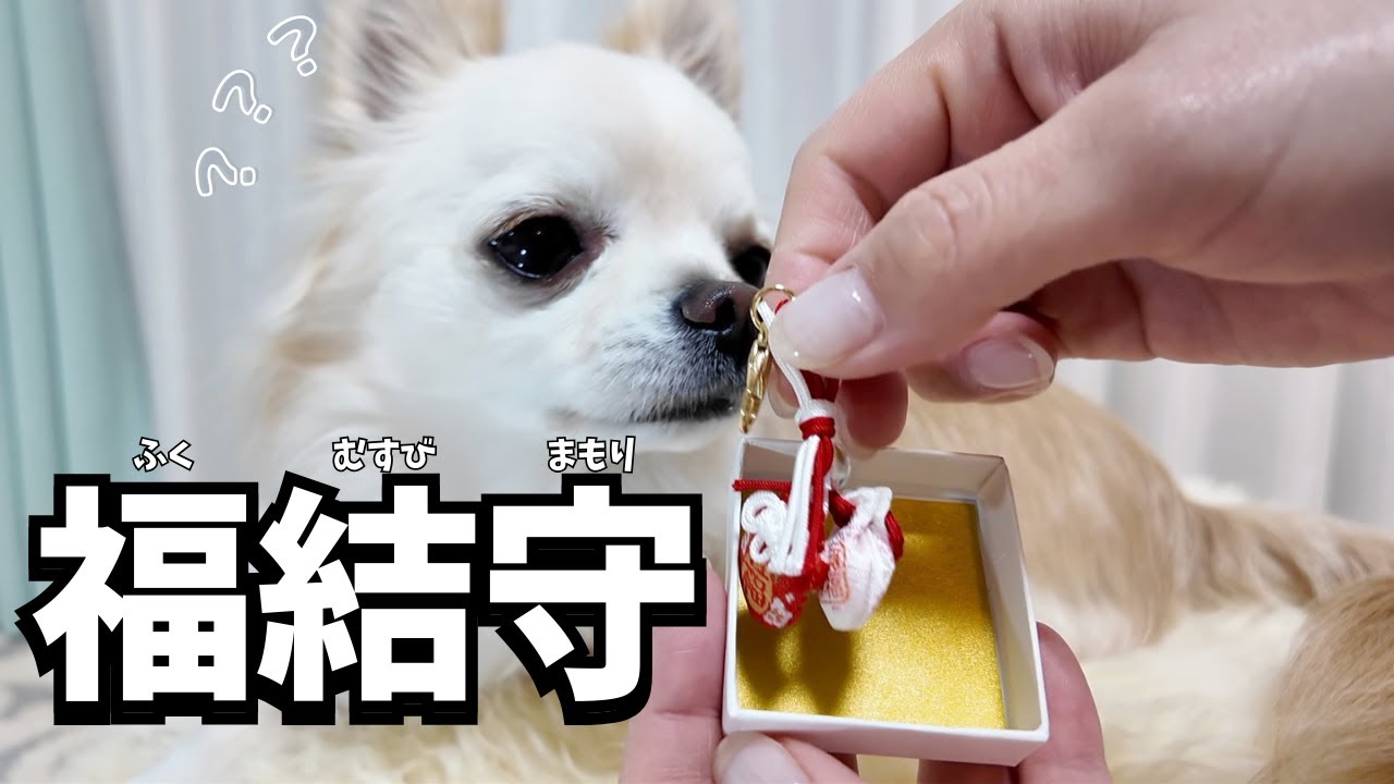 愛犬チワワ2匹に、とても素敵なプレゼントをいただきました‼︎