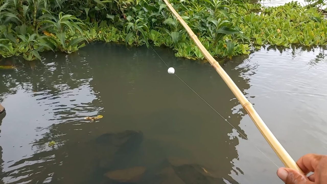 Pescaria de tucunaré entramos numa mata fechada e encontramos o ponto perfeito Rio grande 