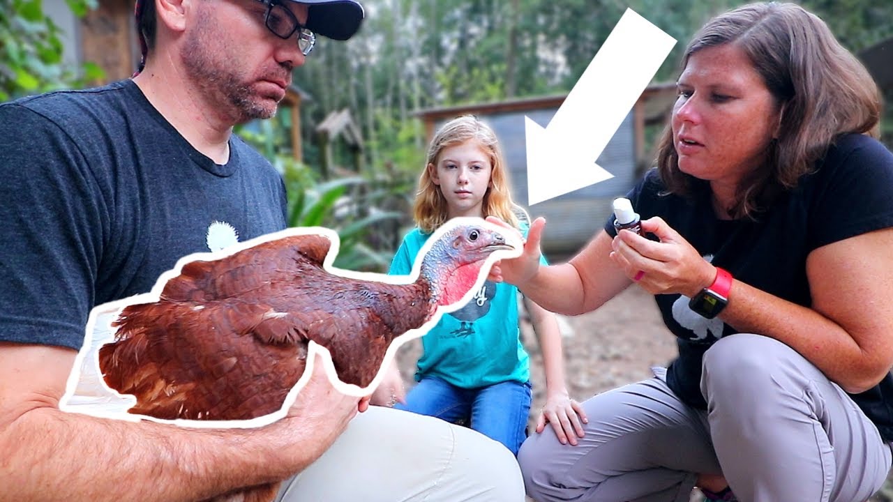 Our Turkey Is SICK!!! [Caring For Sick Poultry]