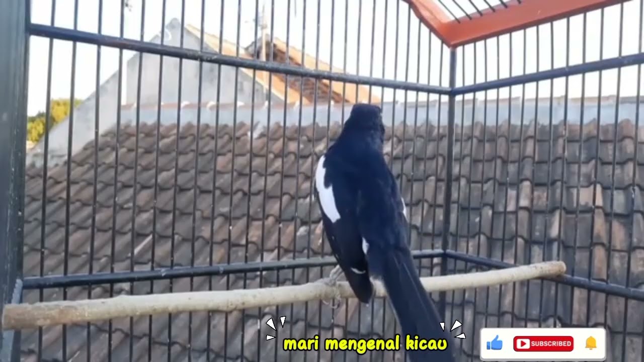 kacer gacor NGEPLONG tarung ini paling ampuh buat PANCINGAN KACER agar EMOSI NYAUT #kacergacor
