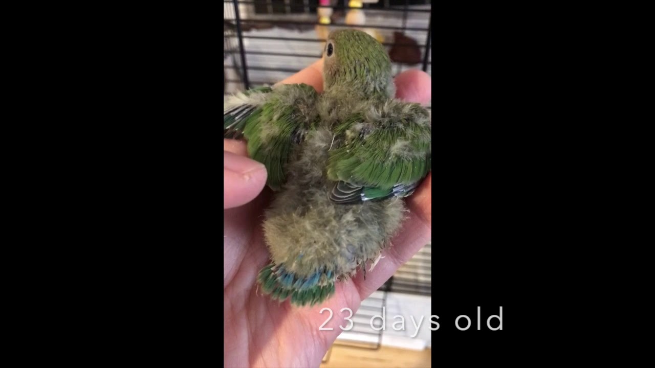 Lovebird baby growth until 30 days