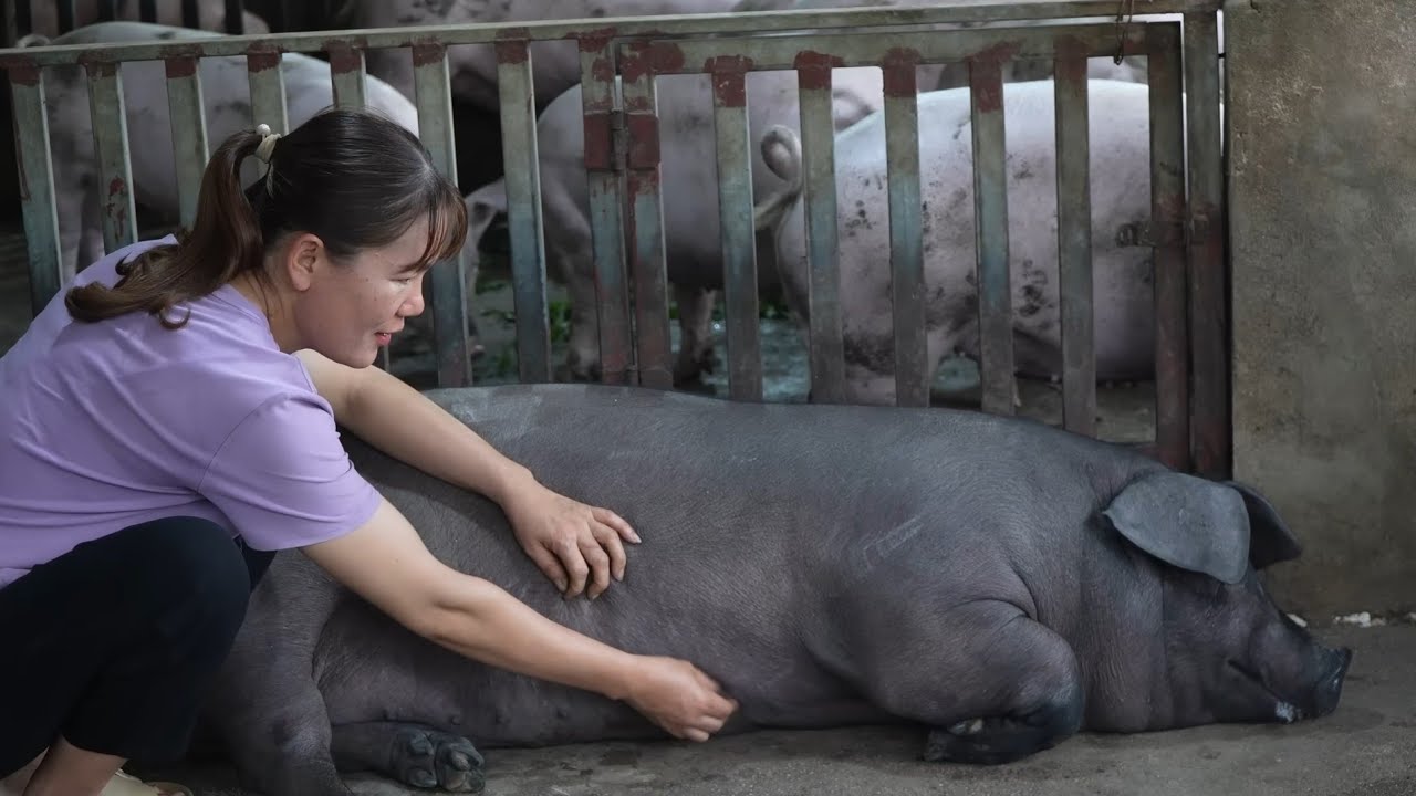 Daily care of the pigs, moving sows and piglets to new pens. ( Ep 412 )