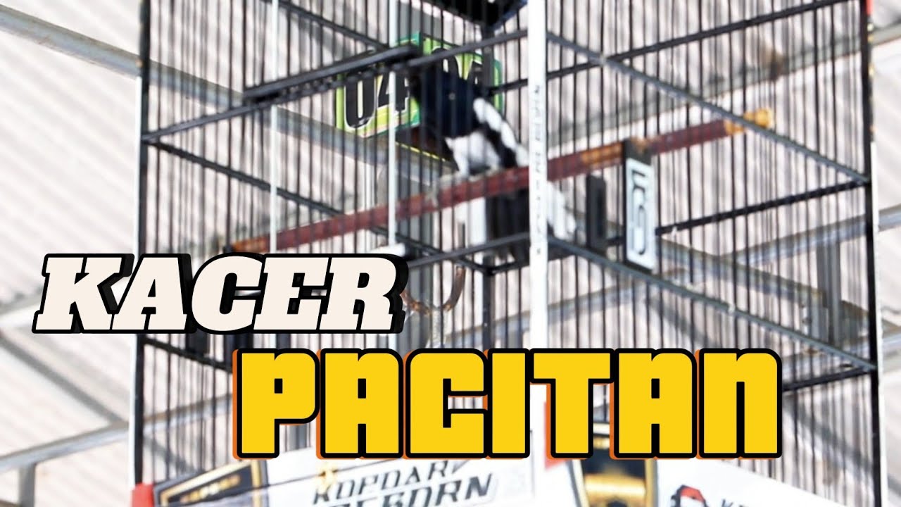 KACER PACITAN 🔥🔥 MASIH MENCARI SETTINGAN TERBAIK NYA 🔥🔥 ARENA REBORN INDONESIA 🔥