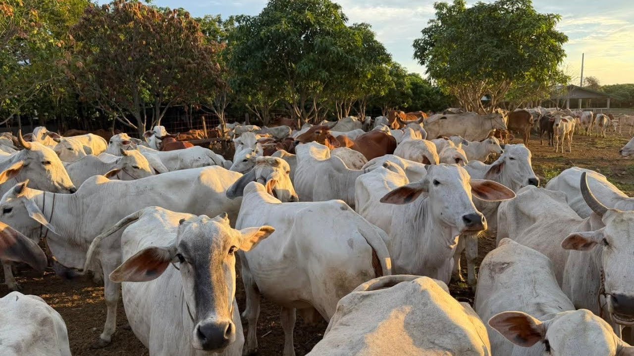 ការចិញ្ជឹមគោបែបប្រពៃណី