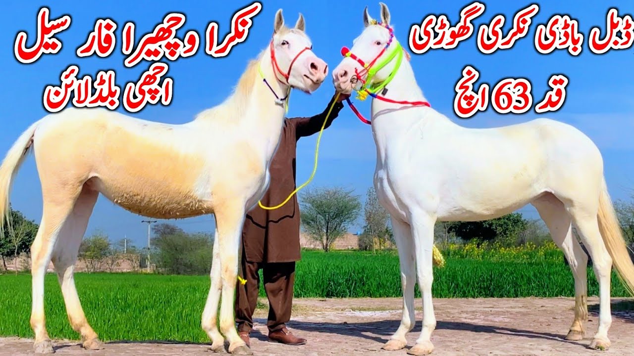 Nukri Ghori For Sale In Punjab | Desi Horse Farm | Horse For Sale | Horse Market 