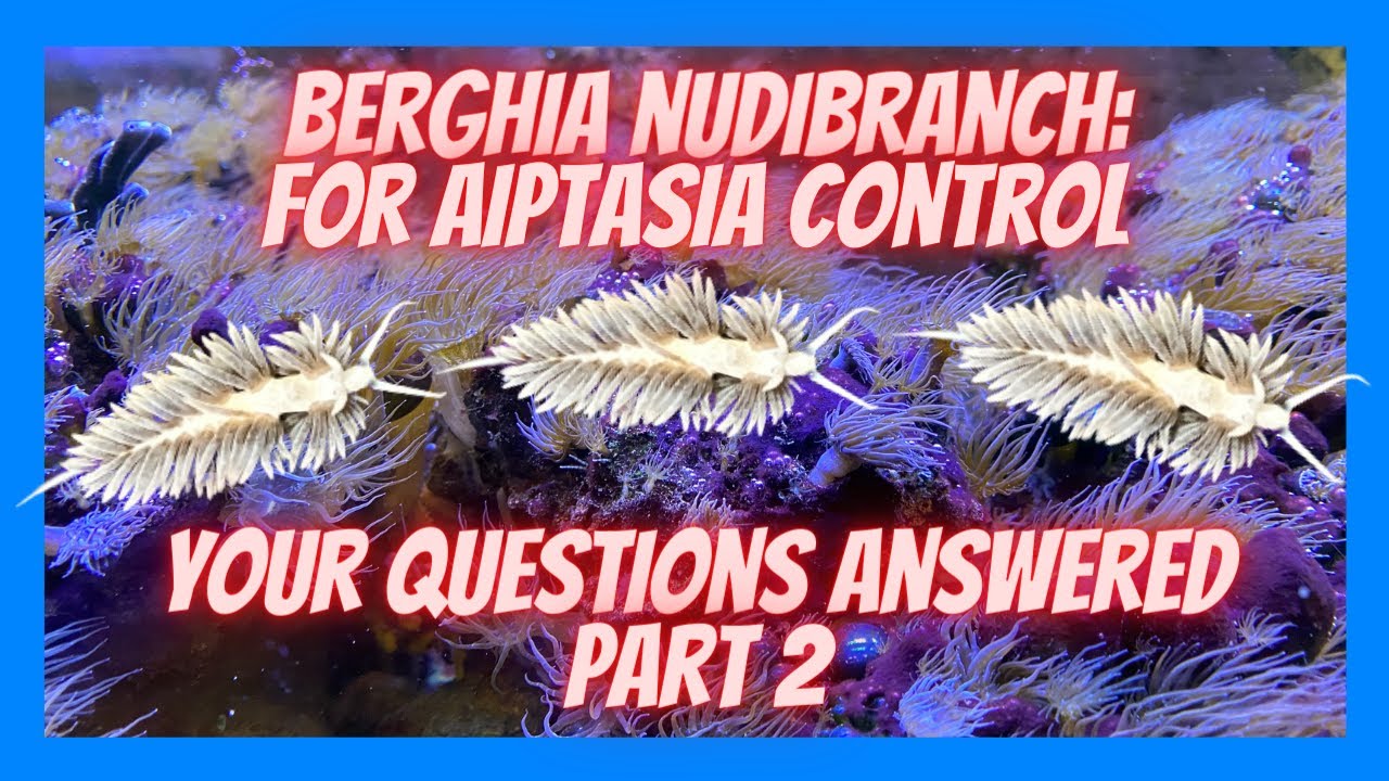 Questions You Might Have About Berghia Nudibranch for Aiptasia Removal | Salty Underground | Part 2