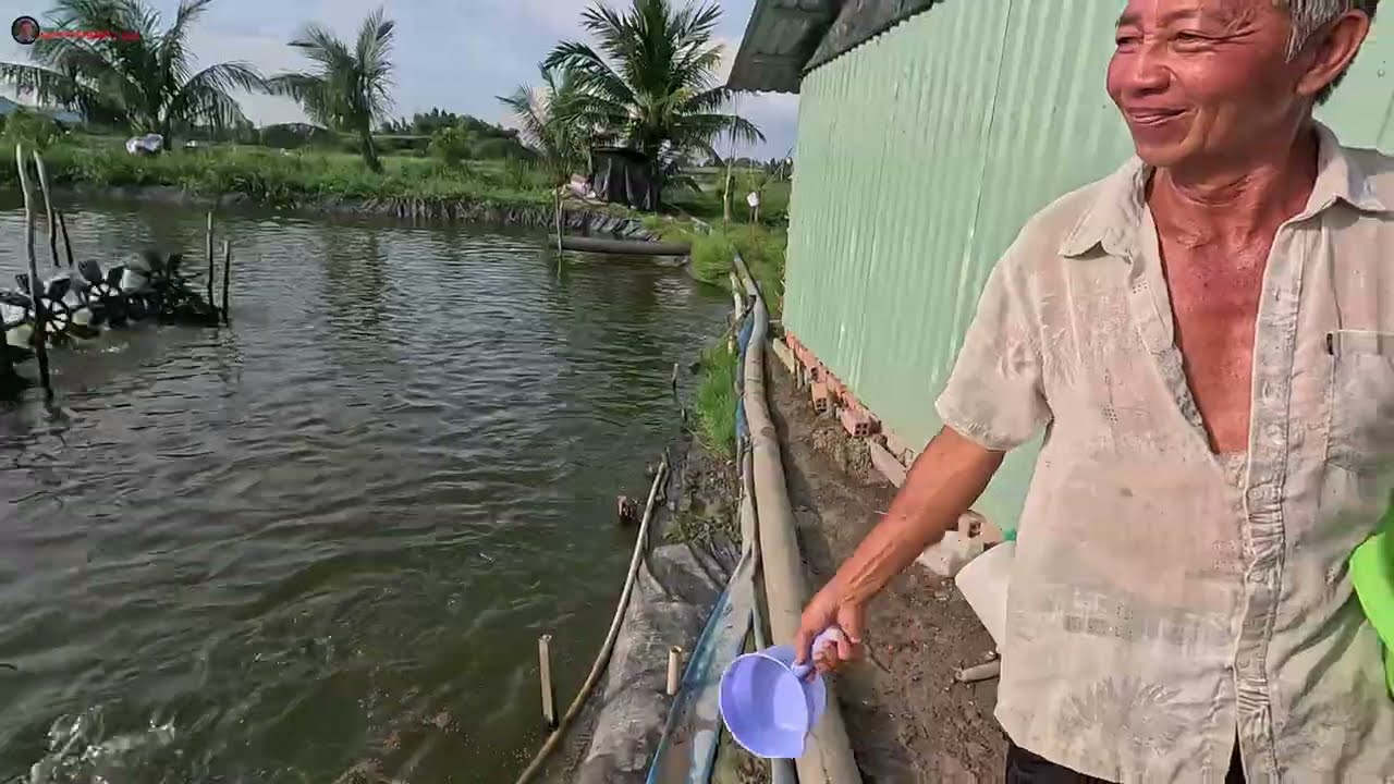 Trên 500up rồi chuẩn bị xuất thôi | rô phi đơn tính 