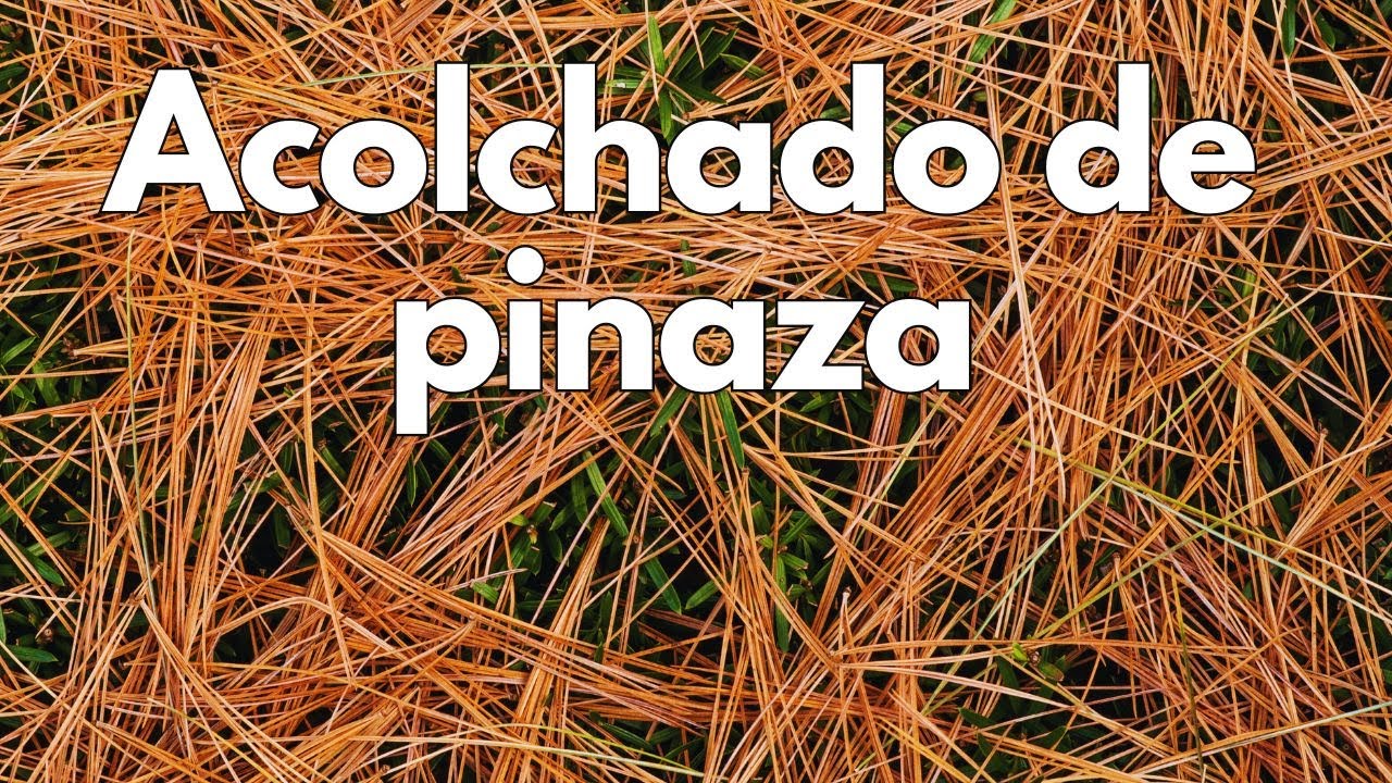 Acolchado gratis con PINAZA (pinocha)