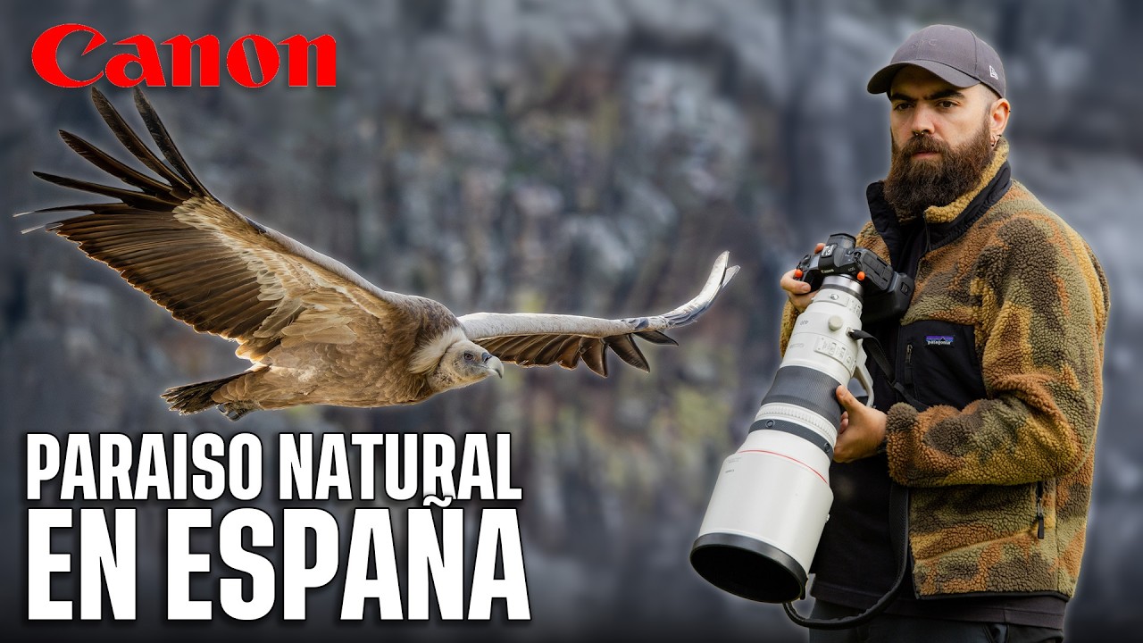 Qu&eacute; TELEOBJETIVO me COMPRO? Canon RF 100-500 vs RF 200-800