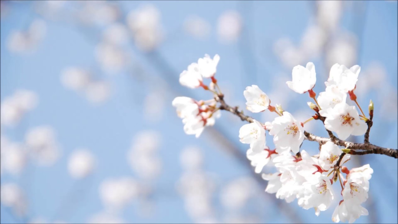 合唱曲   「ありがとう・さようなら」