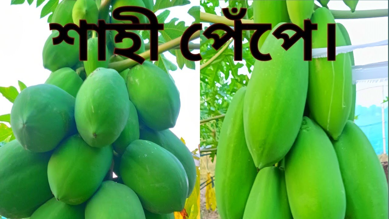 শাহী পেঁপে।