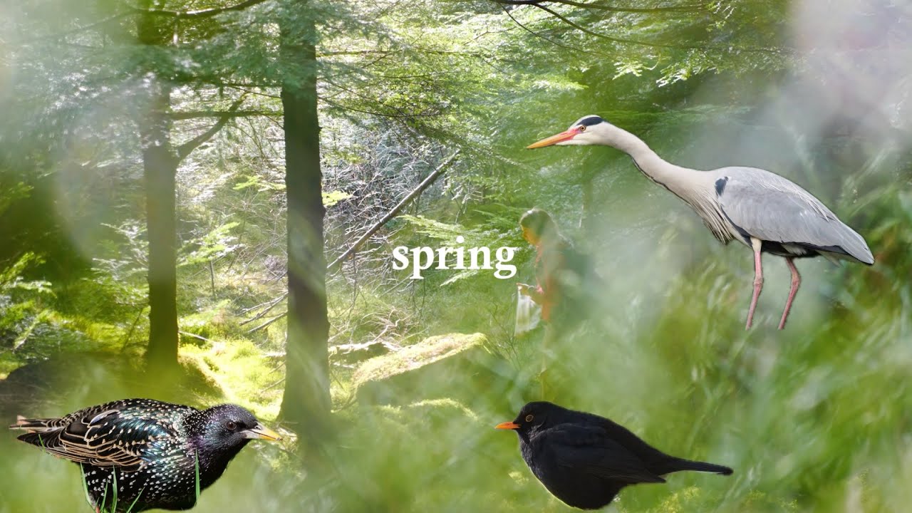 Nature's Awakening: Winged Wonders of Spring