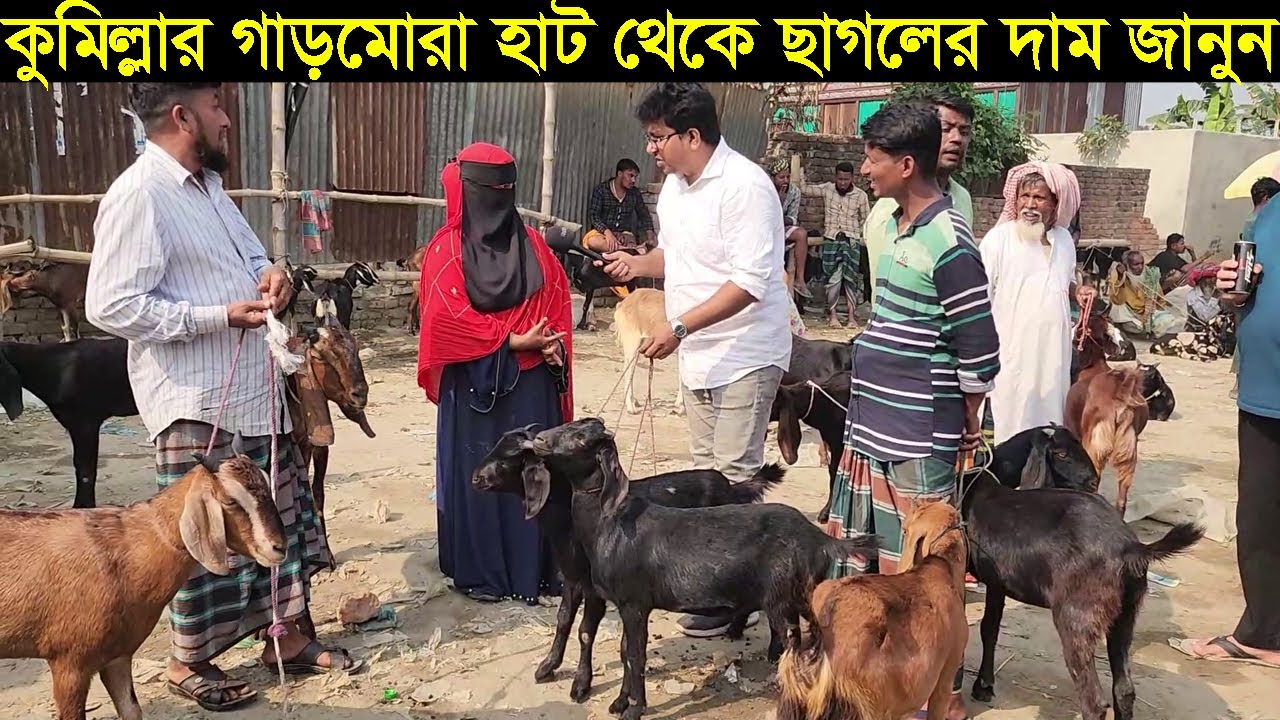 কুমিল্লার গাড়মোরা হাটে ছাগল চোর ধরলাম তারপর যা হলো। ছাগলের দাম জানুন ২০২৪ Goat price