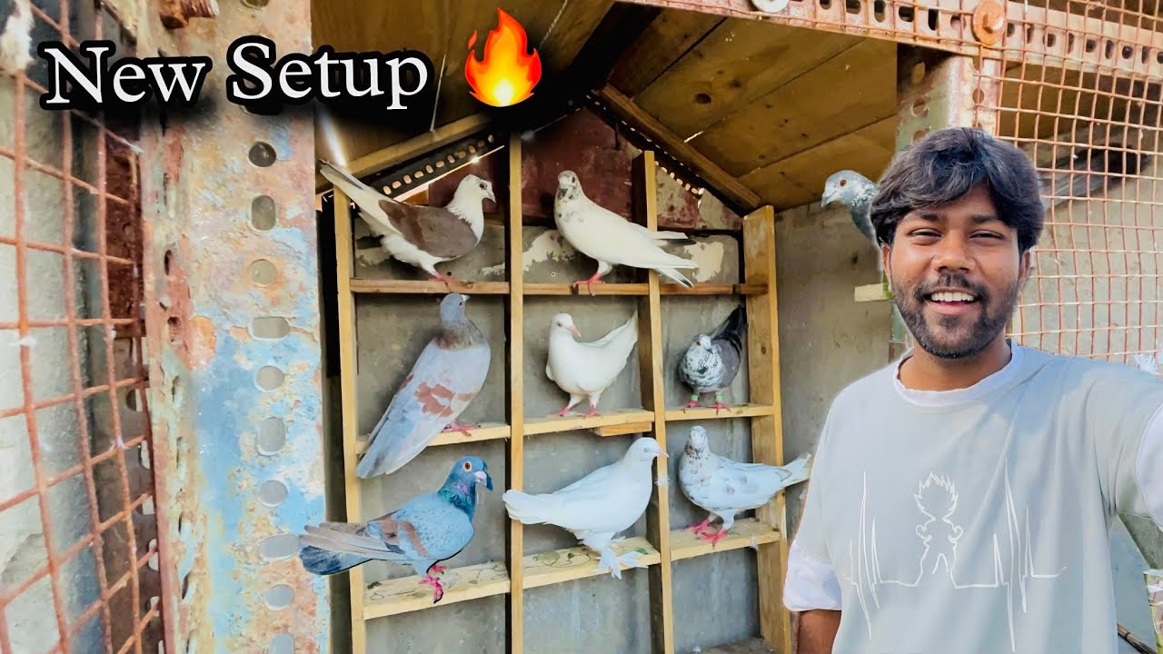 New Setup | Kabootaro Ka new Loft ❤️| Pigeons New Loft finally 🔥