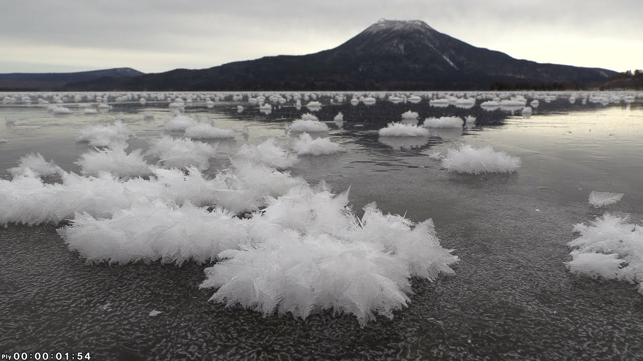 【冬の自然現象】フロストフラワー Frost flower 北海道阿寒湖