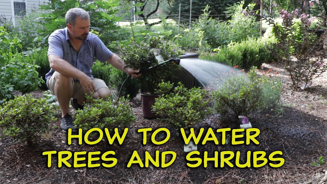 How to Water Trees and Shrubs💦💧
