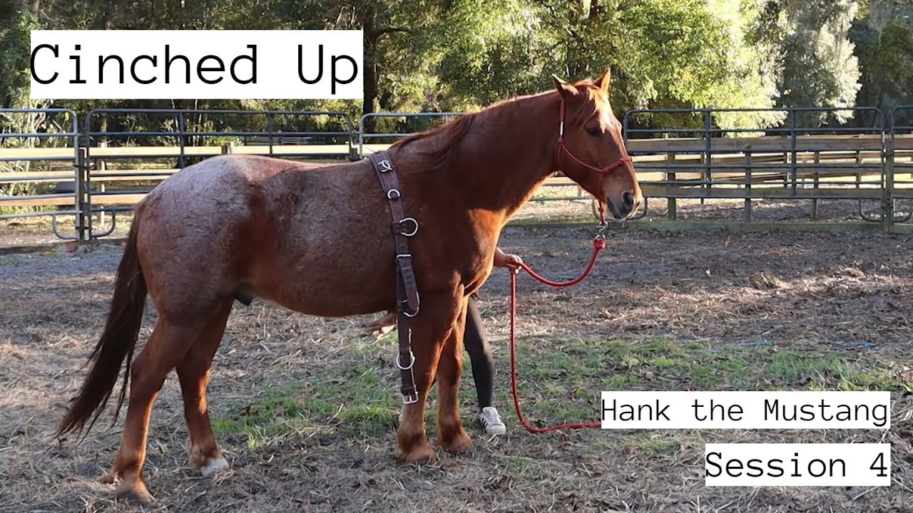 Cinched Up | Hank Session 4