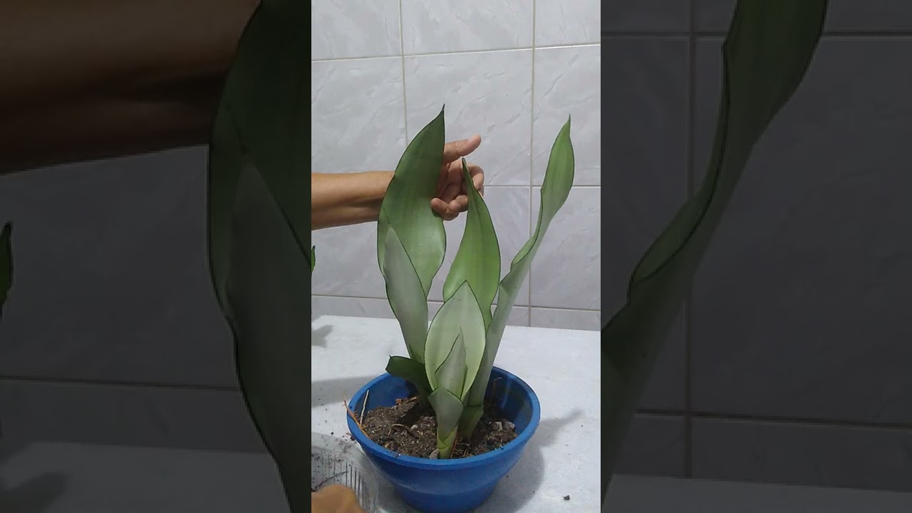 Replantando sansevieria trifasciata moonshine. Conhecida como espada de são Jorge plateada.