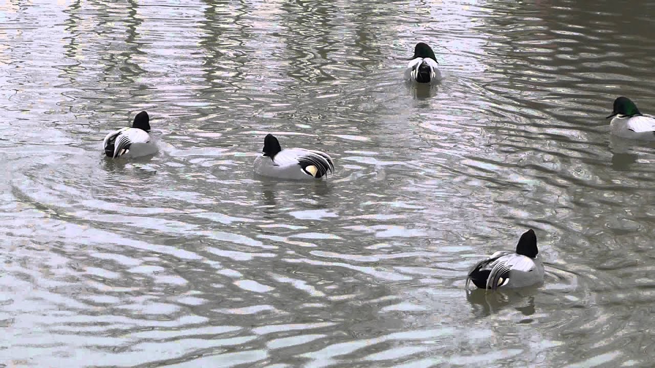 Falcated teal courtship display (March 2015)
