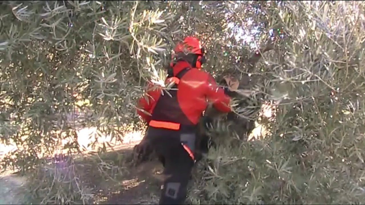 PODA OLIVO JAÉN ALCAUDETE VÍDEO 2 BIS