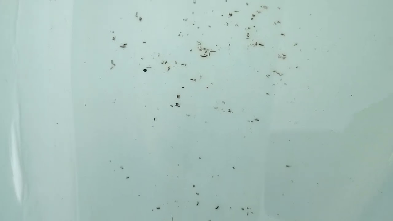 Small fish,,🐟🐠guppy frice