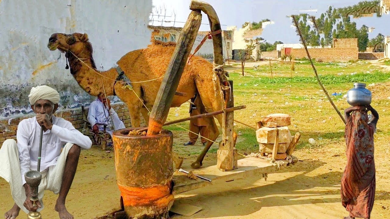 Ancient oil mustard machine on camel power || camel powered with oxen!! ancient Punjabi memories