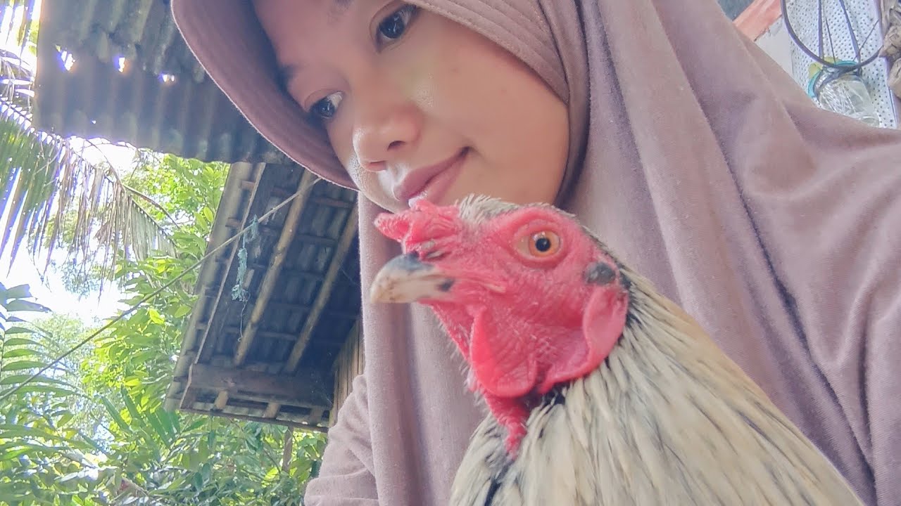 FEED THE CHICKENS AT MORNING