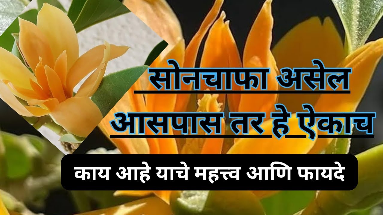 #सोनचाफा#सोनचाफा महत्त्व आणि उपयोग#golden champa#soanchafa#flower 