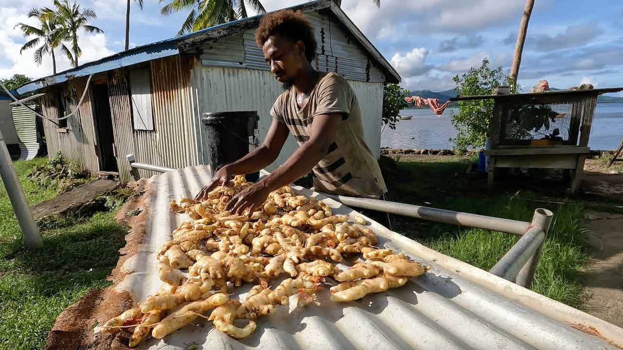 The Village Ginger Farmer: Harvesting To Sell At The Local Market (Pay Day💰)🇫🇯